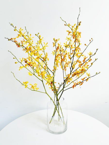 James Storie Orchids (Yellow)