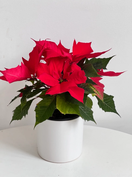 Poinsettia Plant