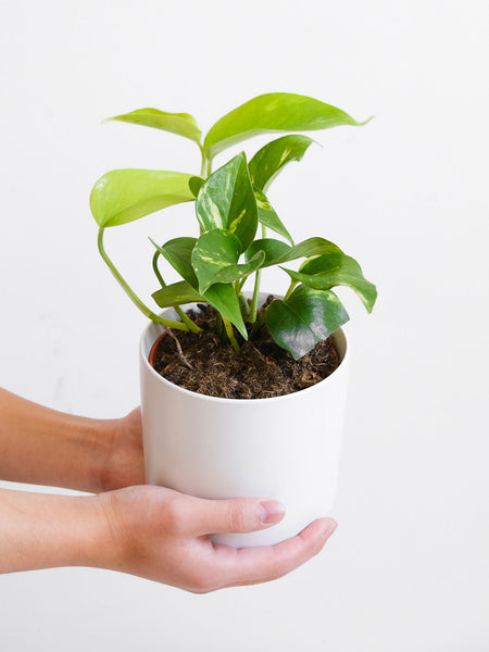 Small Monstera Deliciosa 120mm & Pot